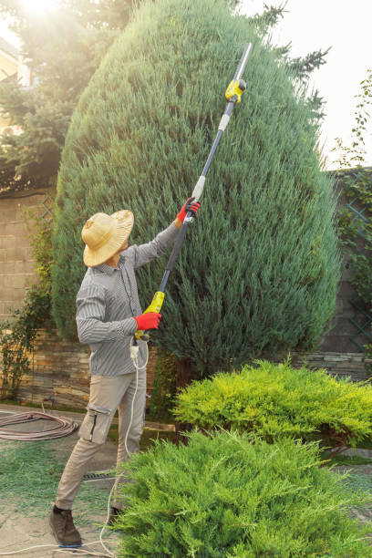 Professional  Tree Services in El Monte, CA